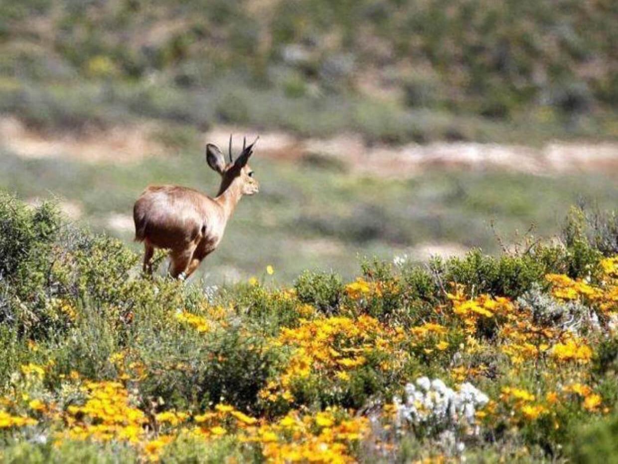 Aardvark Bioreserve Ladismith Buitenkant foto