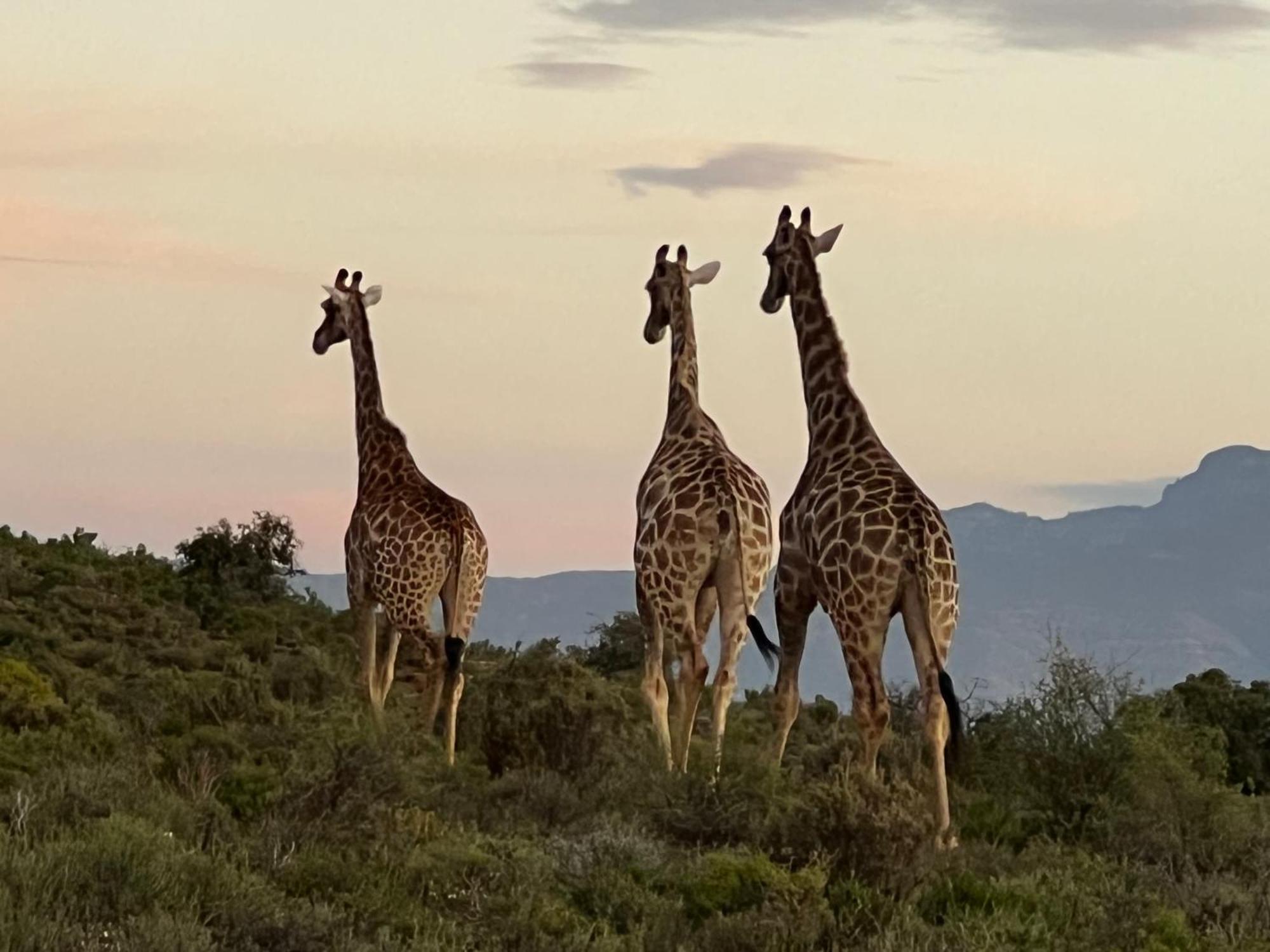 Aardvark Bioreserve Ladismith Buitenkant foto