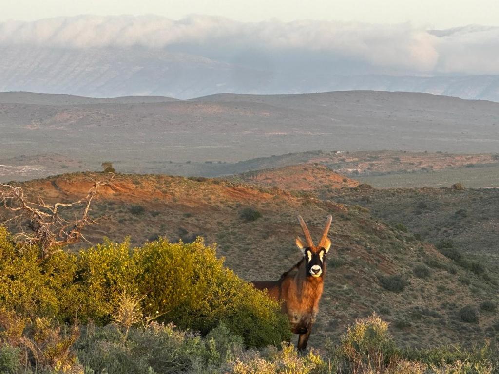 Aardvark Bioreserve Ladismith Buitenkant foto