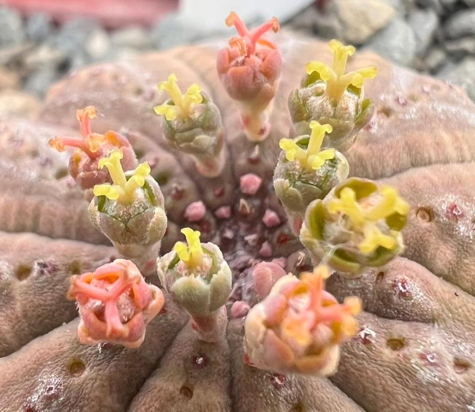 Aardvark Bioreserve Ladismith Buitenkant foto